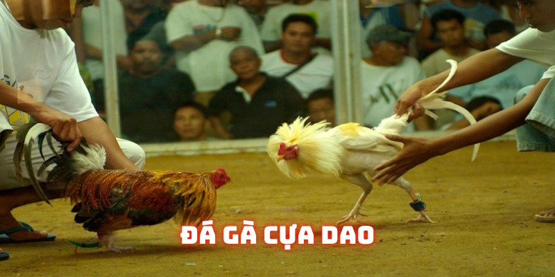 đá gà cựa dao