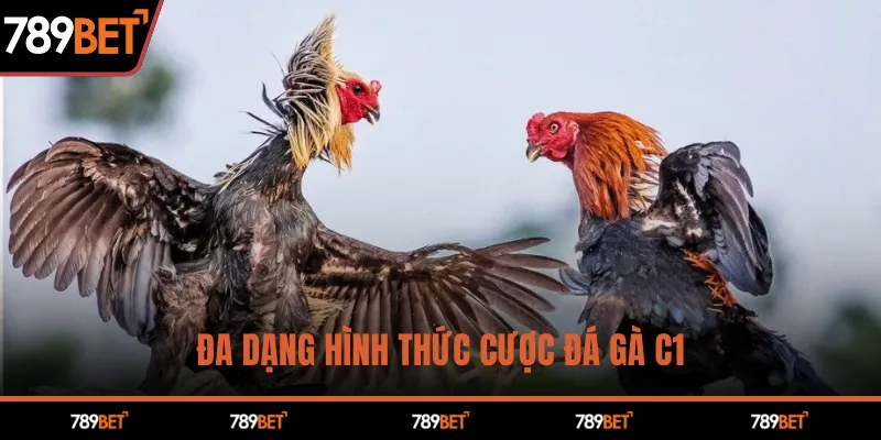 Đa dạng hình thức cược đá gà C1