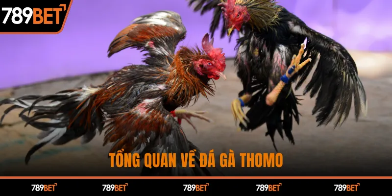 Tổng quan về đá gà Thomo
